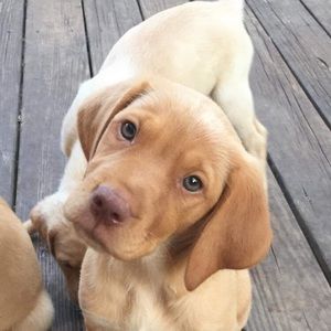 Meet your Posher, Taylor